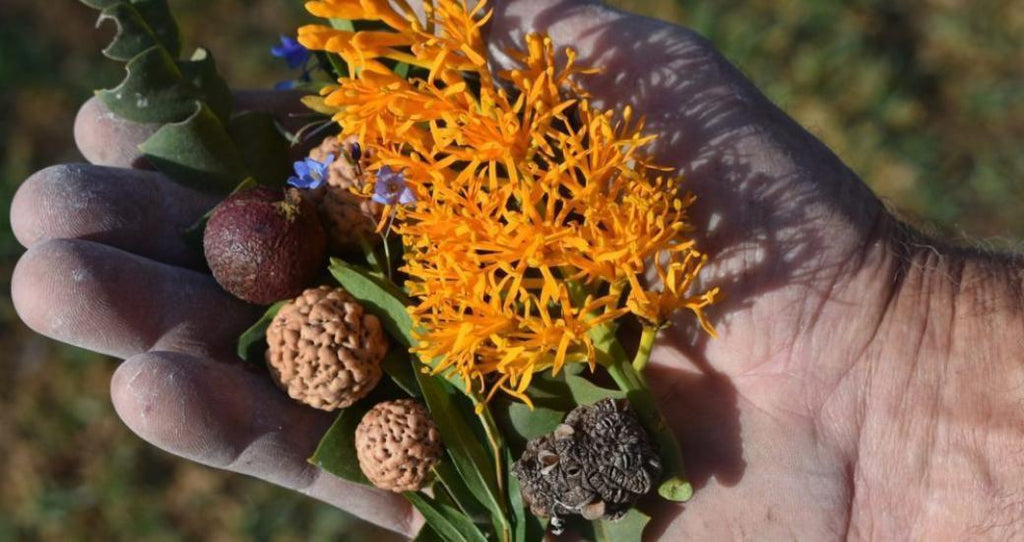 Indigenous Seasonal Calendars